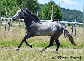 Andalou, Hongre, 4 Ans, 150 cm, Gris