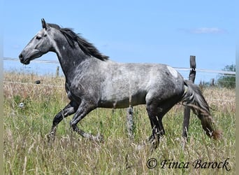 Andalou, Hongre, 4 Ans, 150 cm, Gris