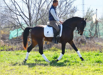 Andalou, Hongre, 4 Ans, 151 cm, Bai brun