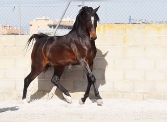 Andalou, Hongre, 4 Ans, 151 cm, Bai brun