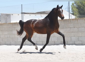 Andalou, Hongre, 4 Ans, 151 cm, Bai brun