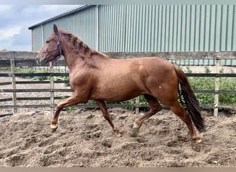 Andalou, Hongre, 4 Ans, 152 cm, Alezan