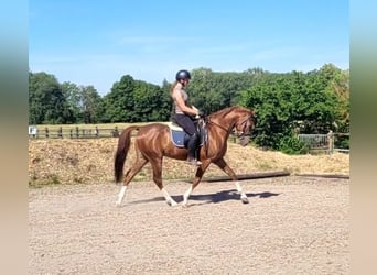 Andalou Croisé, Hongre, 4 Ans, 153 cm, Alezan