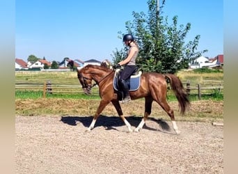 Andalou Croisé, Hongre, 4 Ans, 153 cm, Alezan