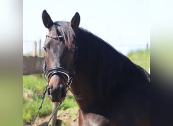 Andalou, Hongre, 4 Ans, 153 cm, Bai brun foncé