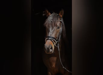 Andalou, Hongre, 4 Ans, 153 cm, Bai brun foncé