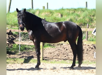 Andalou, Hongre, 4 Ans, 153 cm, Bai brun foncé
