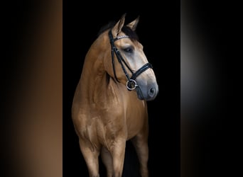 Andalou, Hongre, 4 Ans, 153 cm, Isabelle