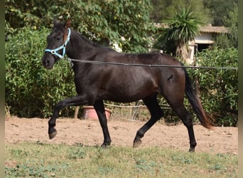 Andalou, Hongre, 4 Ans, 153 cm, Noir