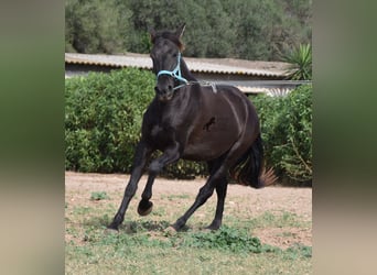 Andalou, Hongre, 4 Ans, 153 cm, Noir