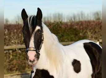 Andalou, Hongre, 4 Ans, 153 cm, Pinto