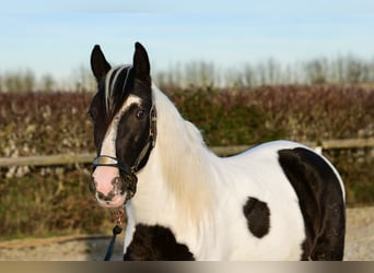 Andalou, Hongre, 4 Ans, 153 cm, Pinto