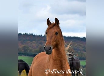 Andalou, Hongre, 4 Ans, 154 cm, Alezan
