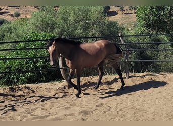 Andalou, Hongre, 4 Ans, 154 cm, Gris (bai-dun)