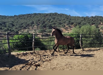 Andalou, Hongre, 4 Ans, 154 cm, Gris (bai-dun)