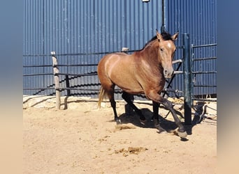 Andalou, Hongre, 4 Ans, 154 cm, Gris (bai-dun)