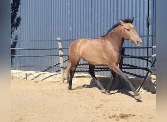 Andalou, Hongre, 4 Ans, 154 cm, Gris (bai-dun)