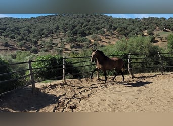 Andalou, Hongre, 4 Ans, 154 cm, Gris (bai-dun)