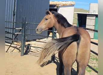 Andalou, Hongre, 4 Ans, 154 cm, Gris (bai-dun)