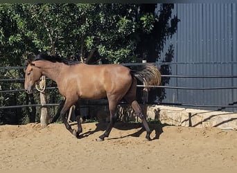 Andalou, Hongre, 4 Ans, 154 cm, Gris (bai-dun)