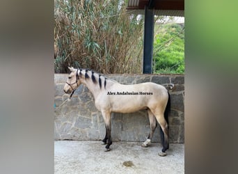 Andalou, Hongre, 4 Ans, 154 cm, Isabelle