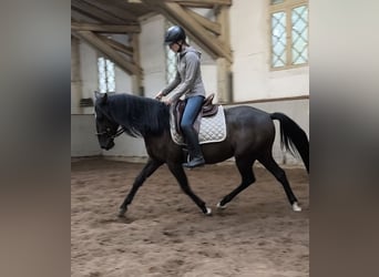 Andalou Croisé, Hongre, 4 Ans, 154 cm, Noir