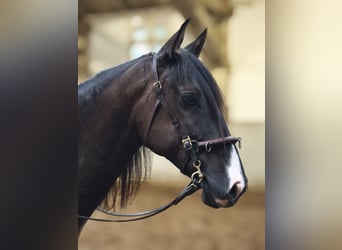 Andalou Croisé, Hongre, 4 Ans, 154 cm, Noir