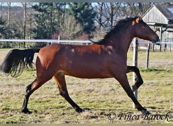 Andalou, Hongre, 4 Ans, 155 cm, Bai