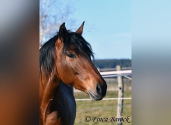 Andalou, Hongre, 4 Ans, 155 cm, Bai