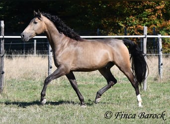 Andalou, Hongre, 4 Ans, 155 cm, Buckskin