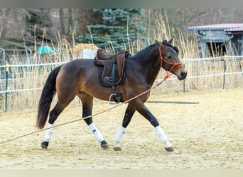 Andalou, Hongre, 4 Ans, 155 cm, Isabelle