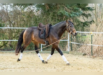 Andalou, Hongre, 4 Ans, 155 cm, Isabelle