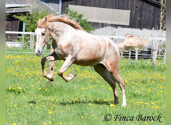 Andalou, Hongre, 4 Ans, 155 cm, Léopard