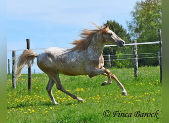 Andalou, Hongre, 4 Ans, 155 cm, Léopard