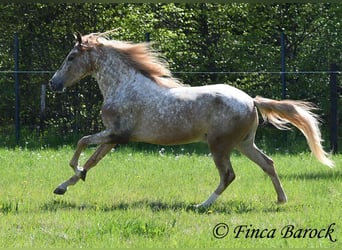 Andalou, Hongre, 4 Ans, 155 cm, Léopard