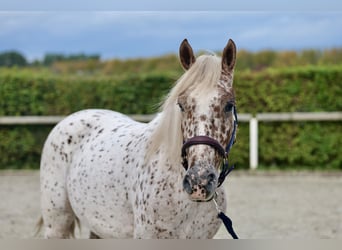 Andalou, Hongre, 4 Ans, 155 cm, Léopard