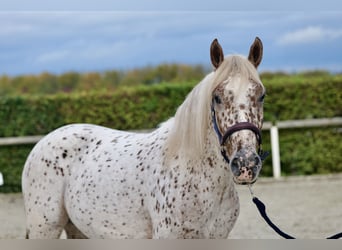 Andalou, Hongre, 4 Ans, 155 cm, Léopard