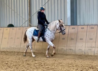 Andalou, Hongre, 4 Ans, 155 cm, Léopard