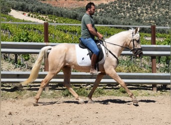 Andalou, Hongre, 4 Ans, 155 cm, Palomino