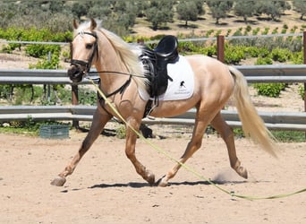 Andalou, Hongre, 4 Ans, 155 cm, Palomino