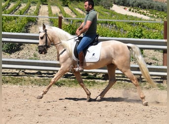 Andalou, Hongre, 4 Ans, 155 cm, Palomino