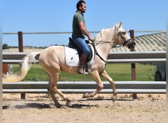 Andalou, Hongre, 4 Ans, 155 cm, Palomino