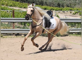 Andalou, Hongre, 4 Ans, 155 cm, Palomino