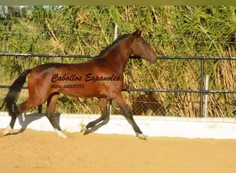 Andalou, Hongre, 4 Ans, 156 cm, Bai