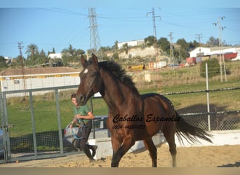 Andalou, Hongre, 4 Ans, 156 cm, Bai