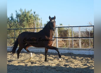 Andalou, Hongre, 4 Ans, 156 cm, Bai