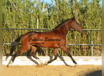 Andalou, Hongre, 4 Ans, 156 cm, Bai