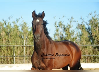 Andalou, Hongre, 4 Ans, 156 cm, Bai