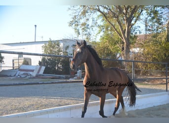 Andalou, Hongre, 4 Ans, 156 cm, Bai