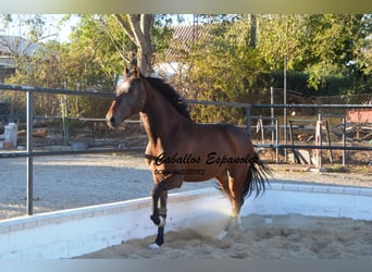 Andalou, Hongre, 4 Ans, 156 cm, Bai